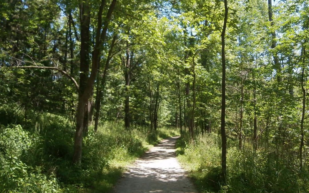 Exploring the Majestic West Bloomfield Woods Nature Preserve and Nature Trail