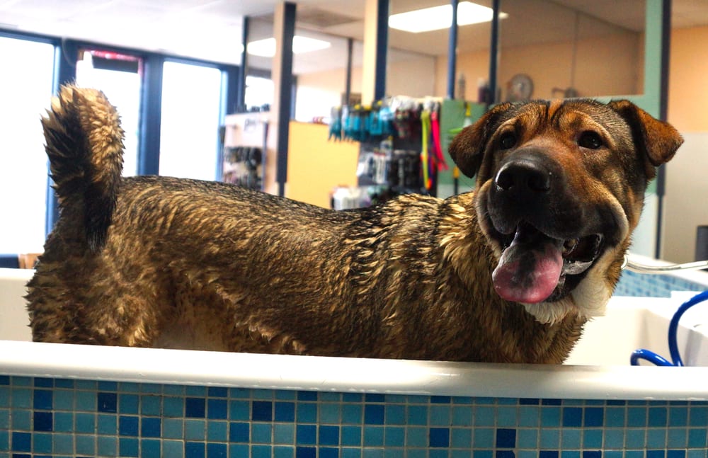 Scrubbers Dog Wash – West Bloomfield: Your Pet’s Pampering Haven