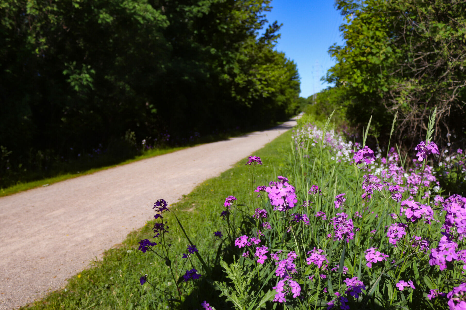 Explore the West Bloomfield Trail and its myriad of features offering a gateway to outdoor adventure.