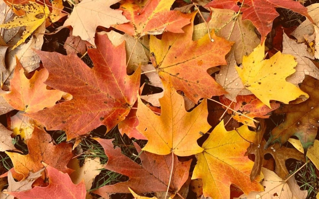 Fall Color Guide: The Ultimate Foliage Viewing in Michigan